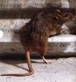 Szczur deratyzacja Legnica